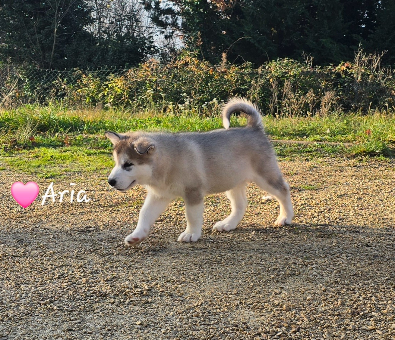 Les Malas De La Tour - Chiots disponibles - Alaskan Malamute