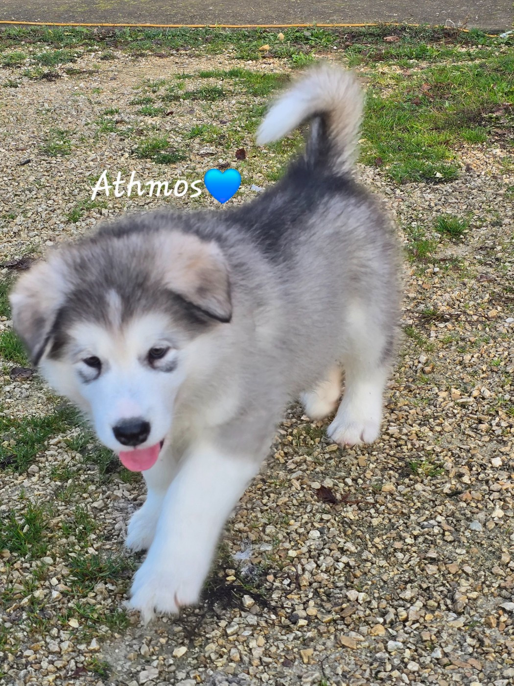 Les Malas De La Tour - Chiots disponibles - Alaskan Malamute
