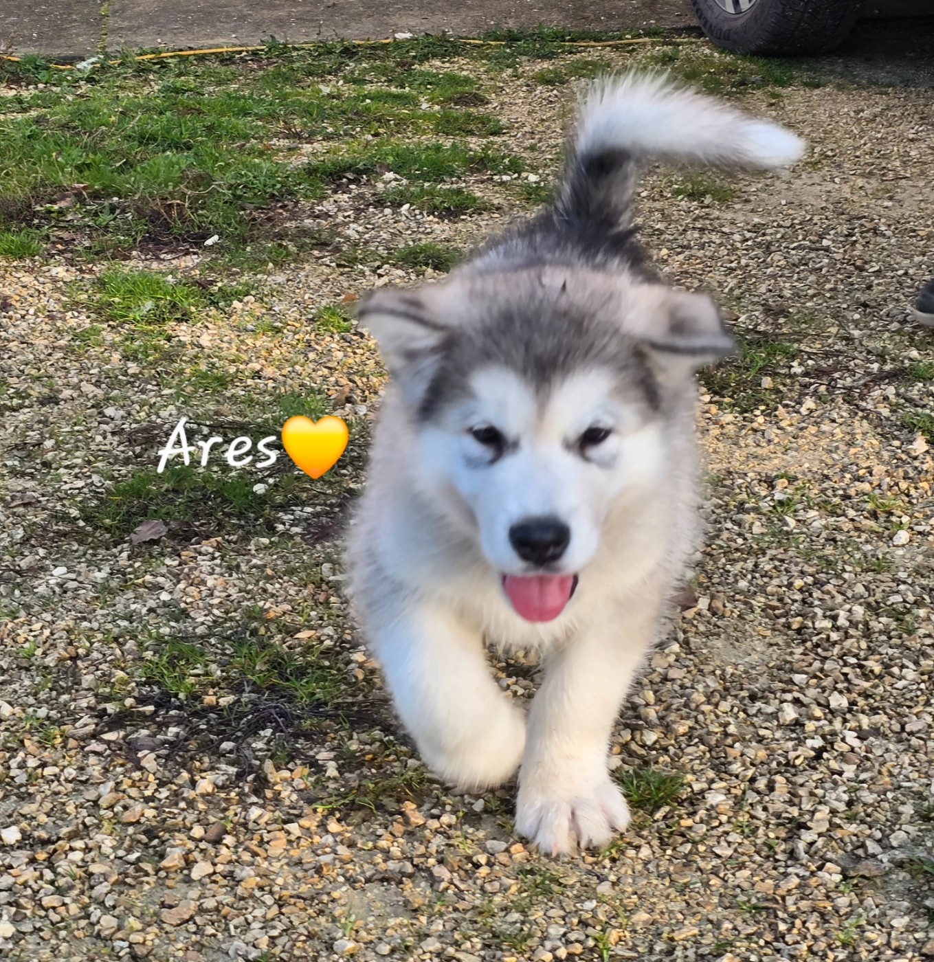 Les Malas De La Tour - Chiots disponibles - Alaskan Malamute