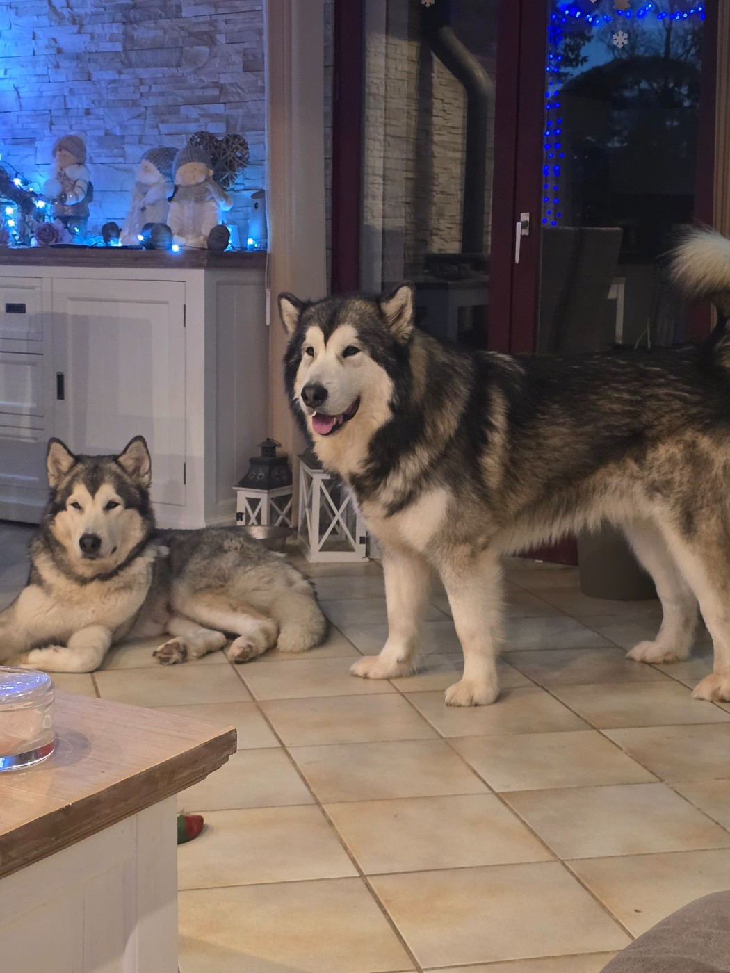 Chiot Alaskan Malamute Les Malas De La Tour