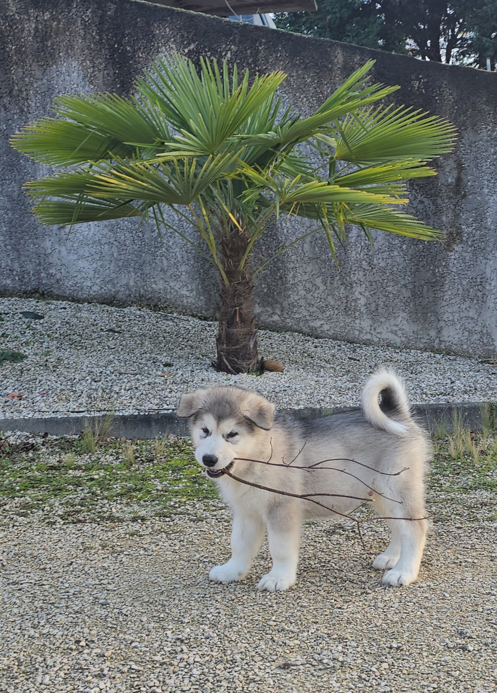 Les Malas De La Tour - Chiots disponibles - Alaskan Malamute