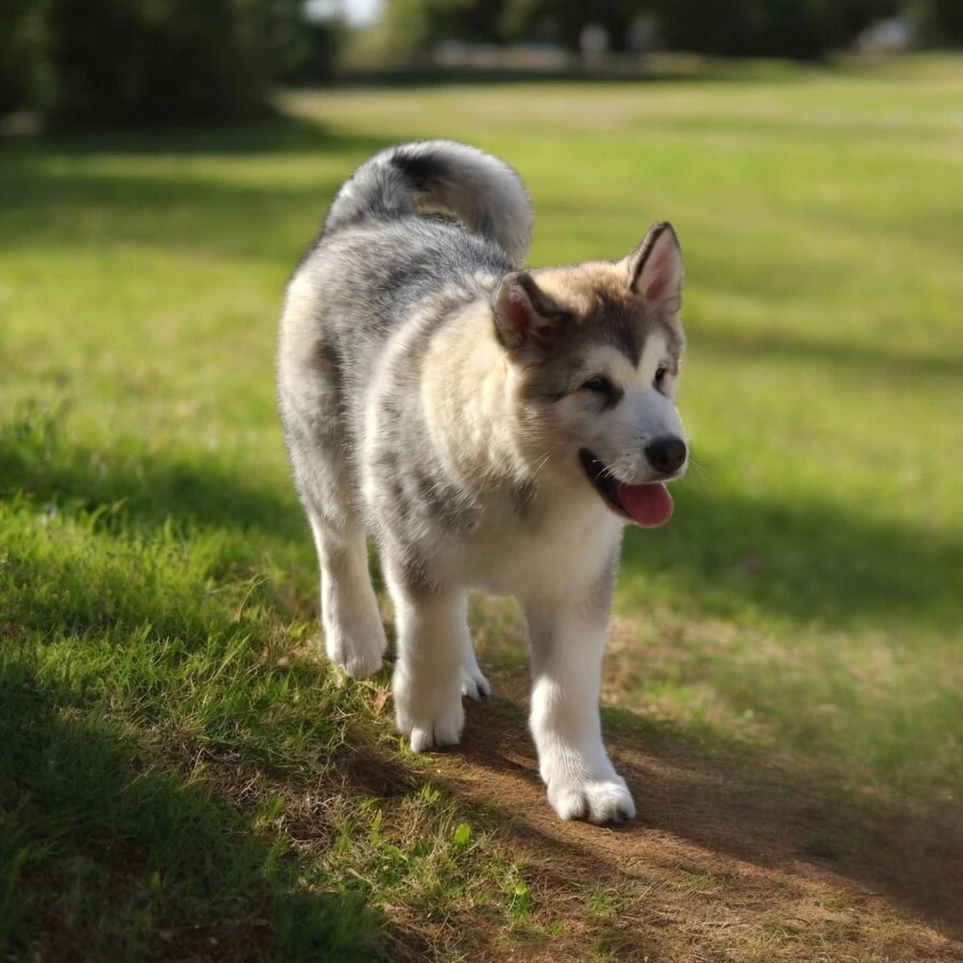 Les Malas De La Tour - Chiots disponibles - Alaskan Malamute